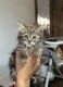 Maine Coon Cats for sale in Wasilla, AK 99654, USA. price: $300