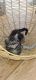 Maine Coon Cats for sale in Norfolk, VA 23504, USA. price: $300