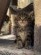 Maine Coon Cats for sale in Newark, DE, USA. price: $1,400