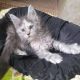 Maine Coon Cats for sale in Michigan Ave, Salford M50, UK. price: 500 GBP