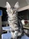 Maine Coon Cats for sale in Los Angeles, CA, USA. price: $2,700