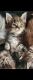 Maine Coon Cats for sale in Pompano Beach, FL 33068, USA. price: $300
