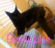Maine Coon Cats for sale in New Castle, IN 47362, USA. price: $1,400