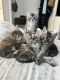 Maine Coon Cats for sale in Lancaster, CA, USA. price: $2,500