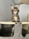 Maine Coon Cats for sale in Lancaster, CA, USA. price: $2,000