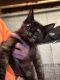 Maine Coon Cats for sale in Waterford, ME 04088, USA. price: $1,200