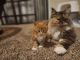 Maine Coon Cats for sale in Apopka, FL, USA. price: $1,650
