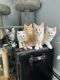 Maine Coon Cats for sale in North Yarmouth, ME 04097, USA. price: $2,200