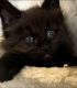 Maine Coon Cats for sale in Lehigh Acres, FL, USA. price: NA
