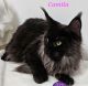 Maine Coon Cats for sale in Fairbanks, AK, USA. price: $2,950