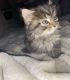 Maine Coon Cats for sale in Bangor, ME 04401, USA. price: $700