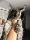 Maine Coon Cats for sale in Hollywood, FL, USA. price: $3,000