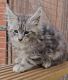 Maine Coon Cats for sale in Kansas City, MO 64110, USA. price: $500