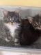 Maine Coon Cats for sale in Pataskala, OH, USA. price: $350