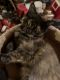 Maine Coon Cats for sale in Waterford, ME 04088, USA. price: $950