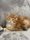 Maine Coon Cats for sale in Huntingdon Valley, Bryn Athyn, PA, USA. price: $2,000