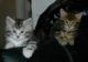 Maine Coon Cats for sale in El Prado, NM 87529, USA. price: $500