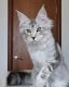 Maine Coon Cats for sale in Alpharetta, GA, USA. price: $800