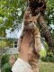 Maine Coon Cats for sale in Hollywood, FL, USA. price: $2,200