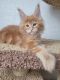 Maine Coon Cats for sale in Toledo, OH, USA. price: $250