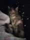 Maine Coon Cats for sale in Minneapolis, MN, USA. price: $1,400