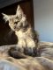 Maine Coon Cats for sale in Reading, PA, USA. price: $1,600