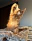 Maine Coon Cats for sale in Reading, PA, USA. price: $2,000