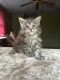 Maine Coon Cats for sale in Philadelphia, PA, USA. price: $1,600
