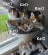 Maine Coon Cats for sale in San Francisco, CA, USA. price: $680