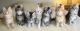 Maine Coon Cats for sale in Honolulu, HI 96815, USA. price: $500