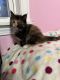 Maine Coon Cats for sale in Waterford, ME 04088, USA. price: $2,000