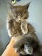 Maine Coon Cats for sale in Lehigh Acres, FL, USA. price: $1,450
