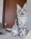 Maine Coon Cats for sale in Alpharetta, GA, USA. price: $800