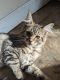 Maine Coon Cats for sale in Bethel, OH 45106, USA. price: $450