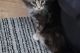 Maine Coon Cats for sale in Portland, Oregon. price: $500