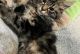 Maine Coon Cats for sale in St. paul, Minnesota. price: $500