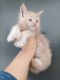 Maine Coon Cats for sale in Hollywood, FL, USA. price: $3,000