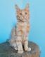 Maine Coon Cats for sale in Minnesota St, Florida 33843, USA. price: $650