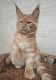 Maine Coon Cats for sale in Miami, FL, USA. price: $2,300