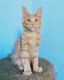 Maine Coon Cats for sale in Albany, California. price: $600