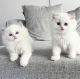 Maine Coon Cats for sale in Charlotte, North Carolina. price: $400