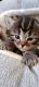 Maine Coon Cats for sale in Pekin, Illinois. price: $500