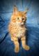 Maine Coon Cats for sale in Los Angeles, California. price: $550