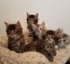 Maine Coon Cats for sale in Addison, Alabama. price: $200