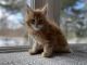 Maine Coon Cats for sale in Indianapolis, Indiana. price: $550