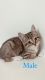 Maine Coon Cats for sale in Detroit, Michigan. price: $550