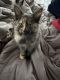 Maine Coon Cats for sale in Waterford, ME 04088, USA. price: $1,950