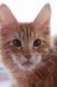 Maine Coon Cats for sale in Pittsburgh, Pennsylvania. price: $550