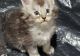 Maine Coon Cats for sale in Seattle, Washington. price: $500