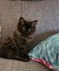 Maine Coon Cats for sale in Norfolk, VA, USA. price: $1,800